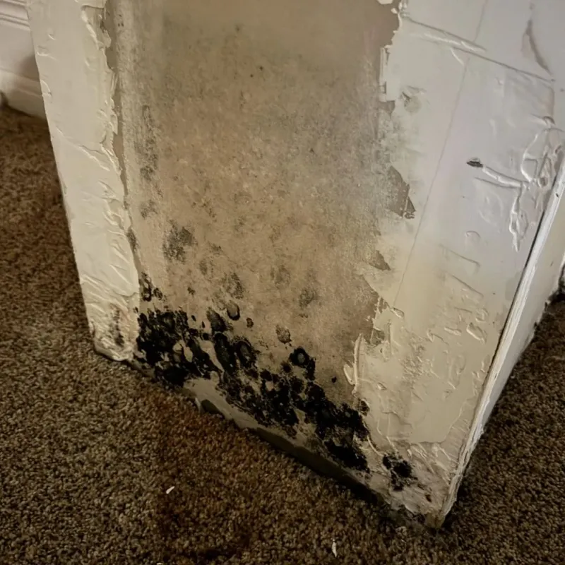 Professional Mold Removal in Brisbane, CA